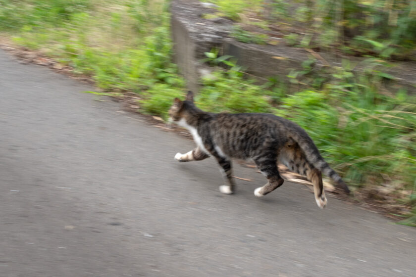 蔵王町の猫