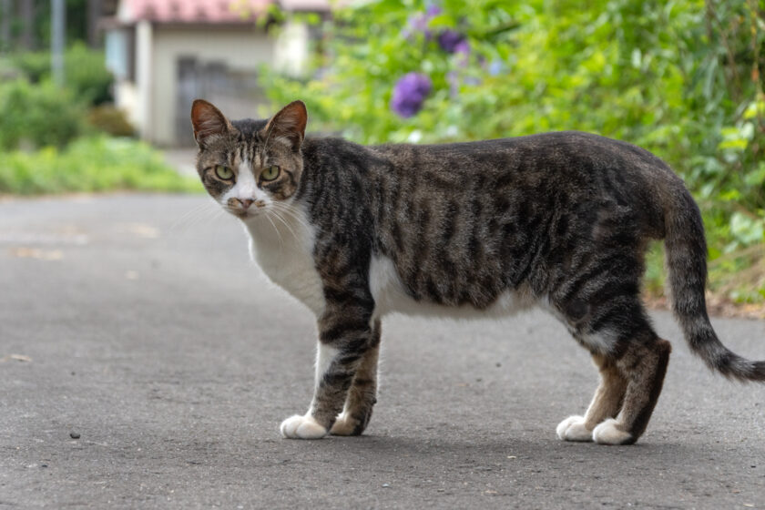 蔵王町の猫