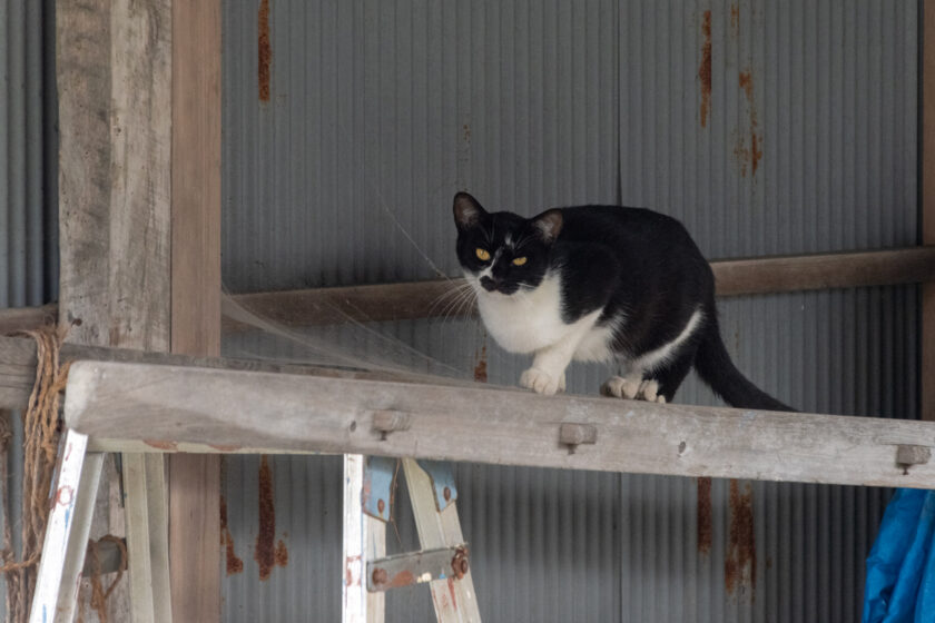蔵王町の猫