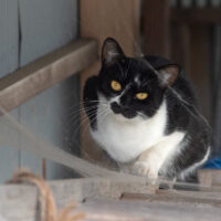 蔵王町の猫