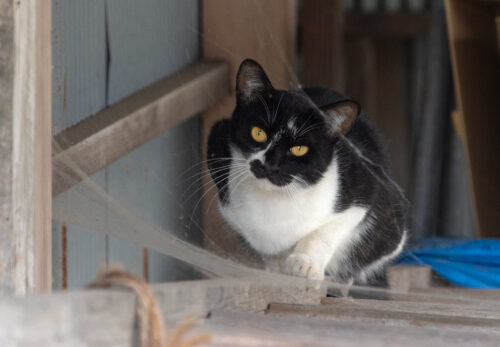 蔵王町の猫