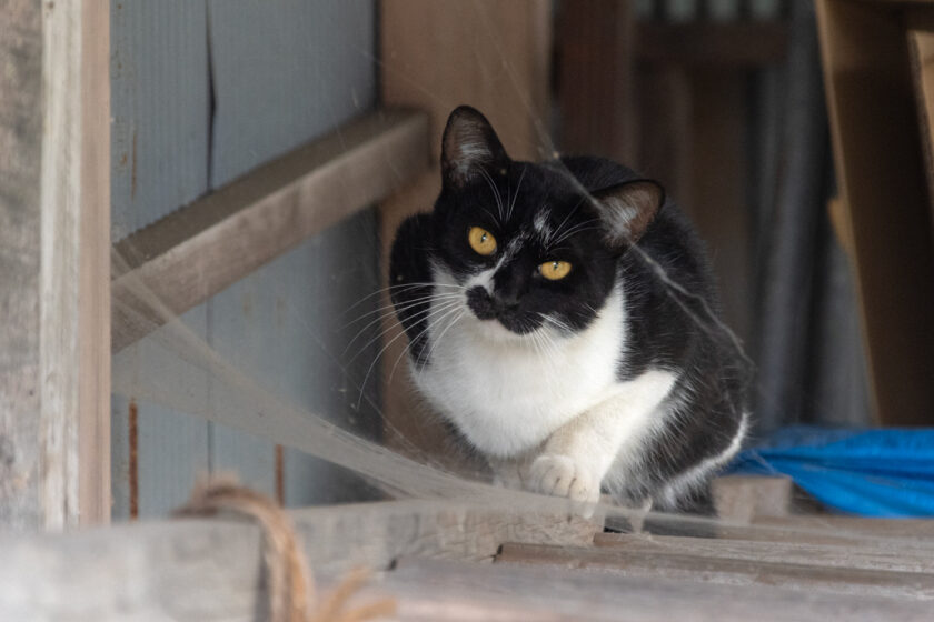 蔵王町の猫