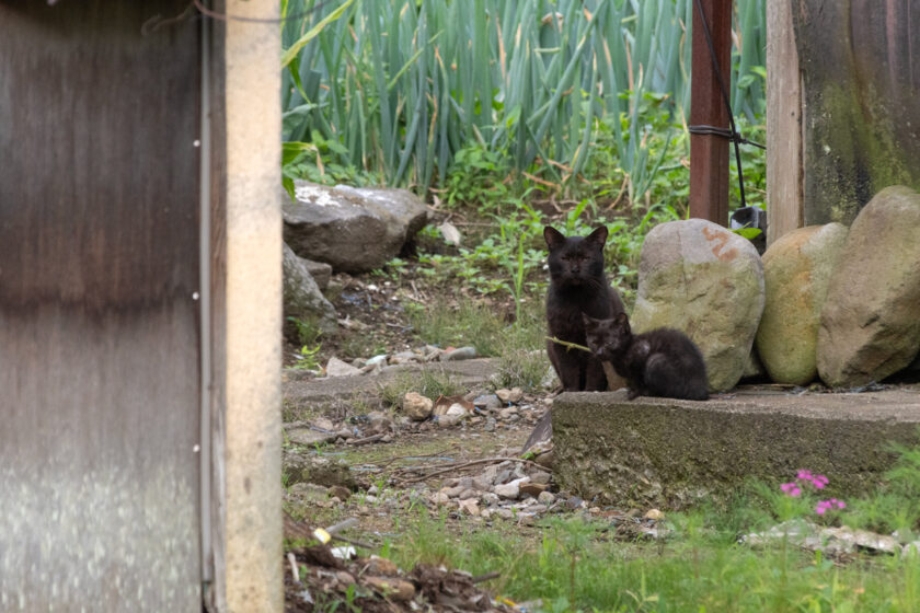 蔵王町の猫