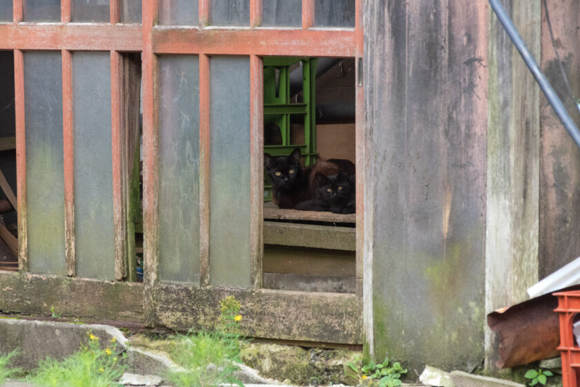 蔵王町の猫