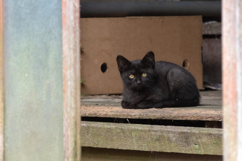 蔵王町の猫