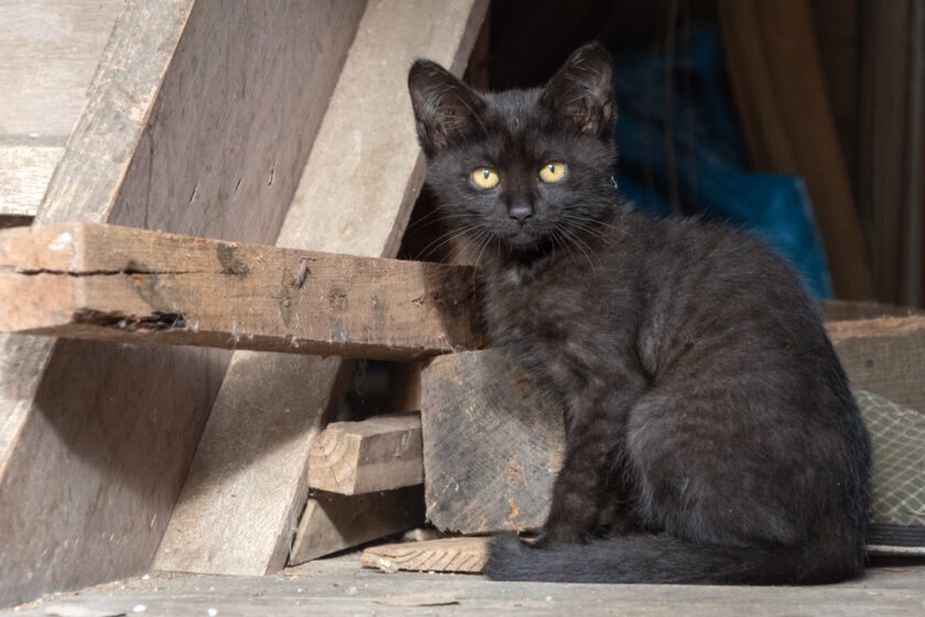 蔵王町の猫