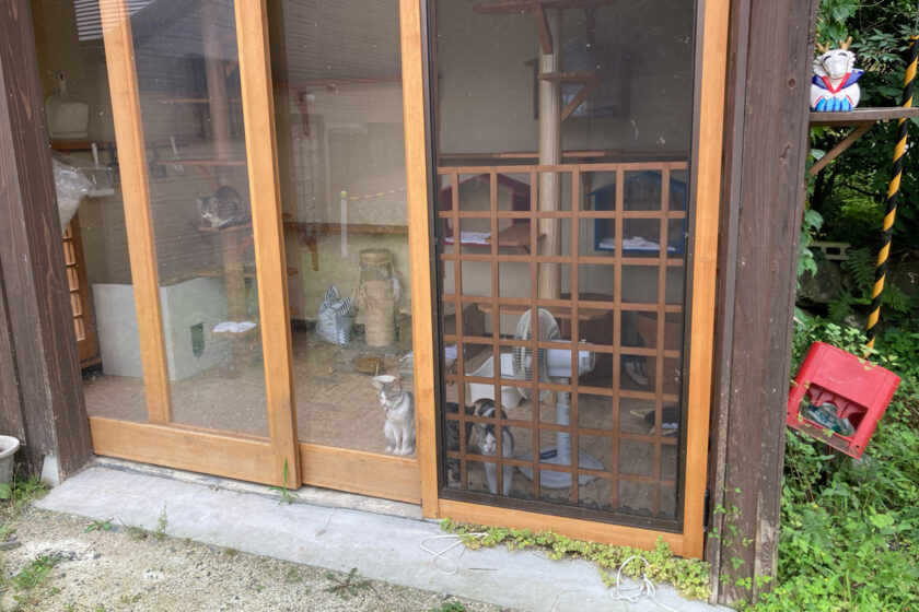 蔵王町の猫
