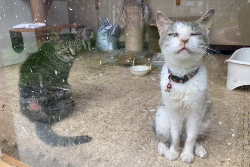 蔵王町の猫