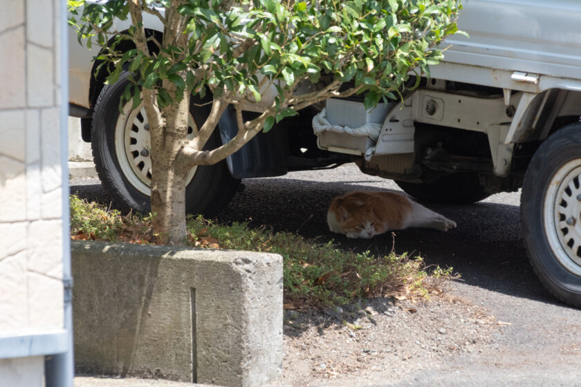 村田町の猫