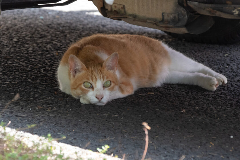村田町の猫