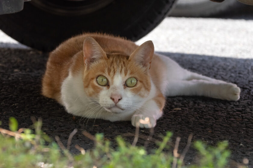 村田町の猫