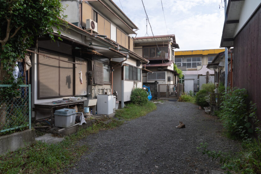 小田原市の猫