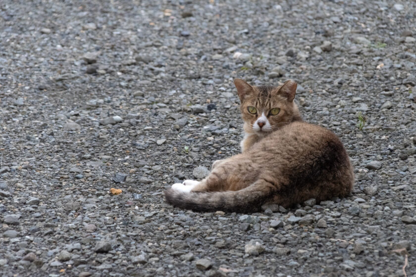 小田原市の猫