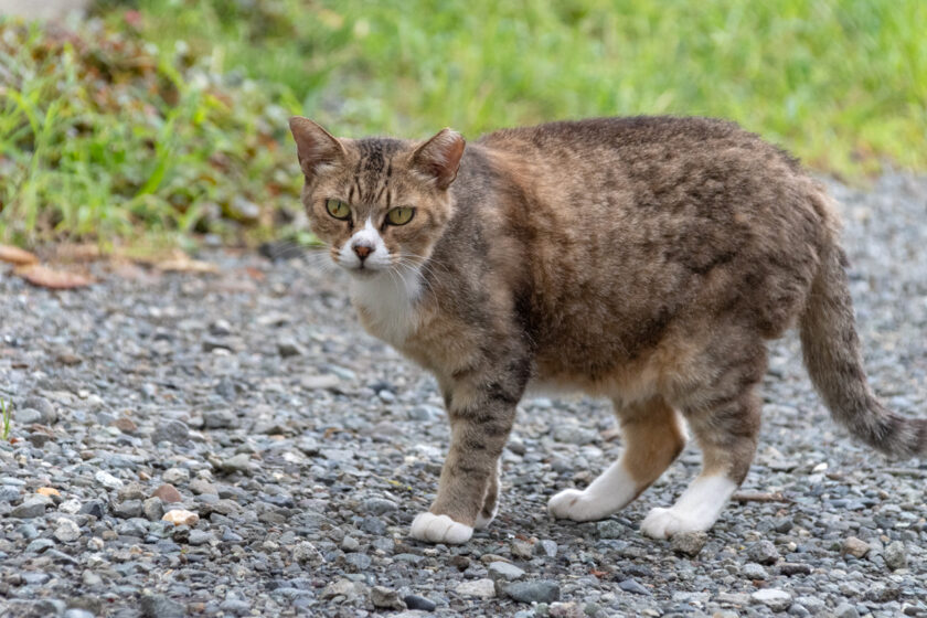 小田原市の猫