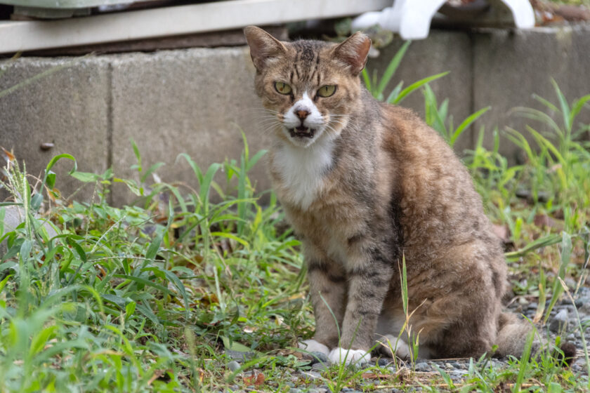 小田原市の猫