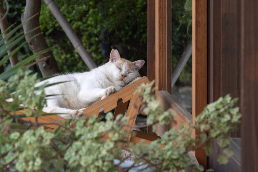 小田原市の猫