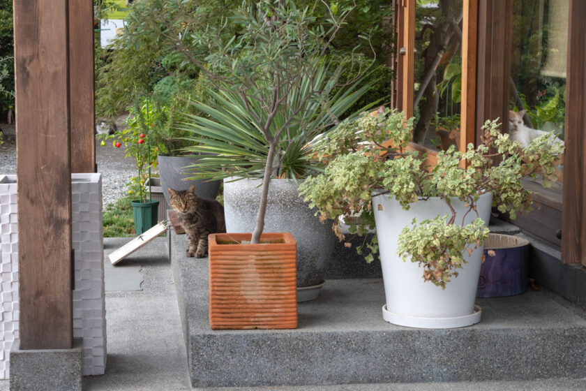小田原市の猫