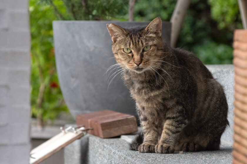 小田原市の猫