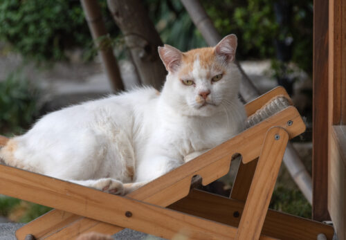小田原市の猫