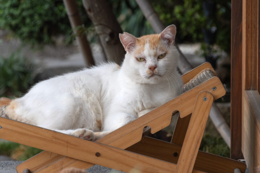 小田原市の猫