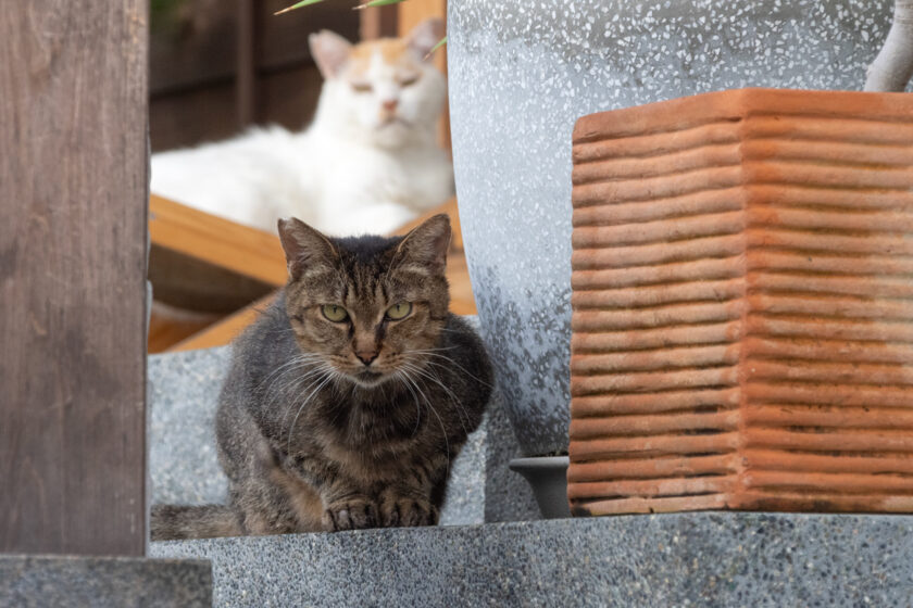 小田原市の猫