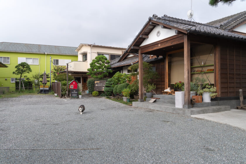 小田原市の猫