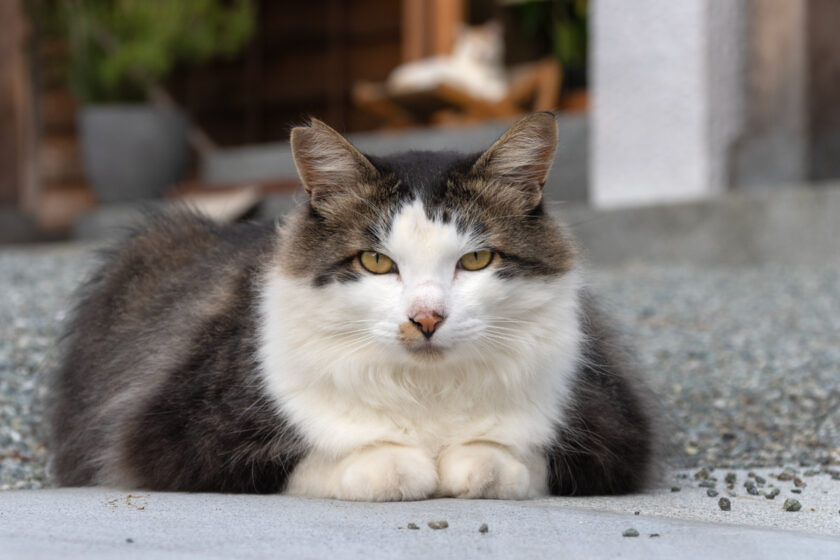 小田原市の猫