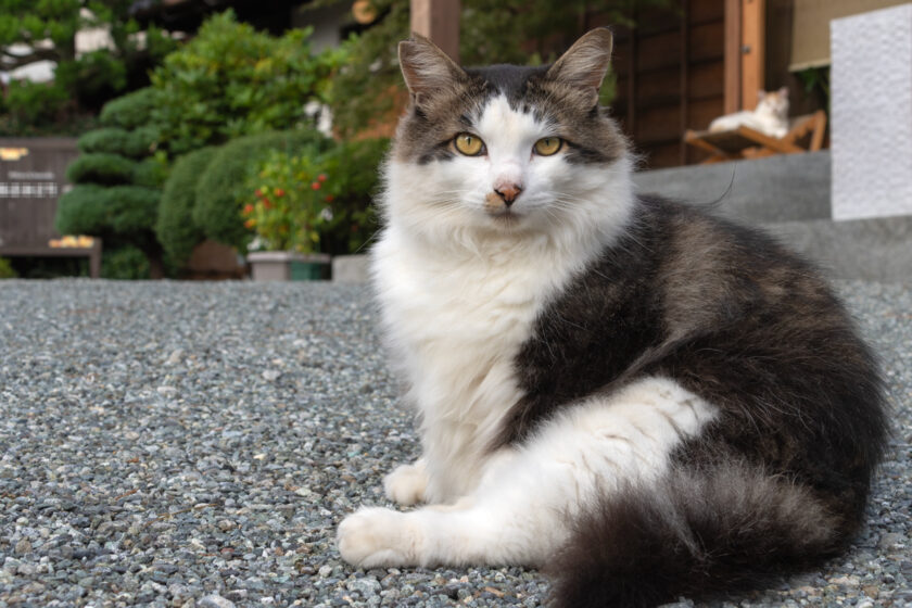 小田原市の猫