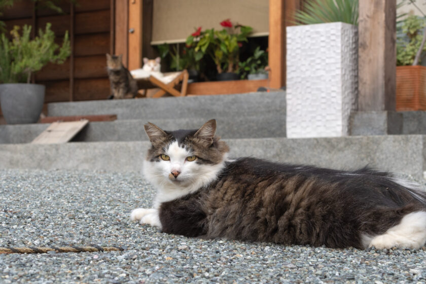 小田原市の猫