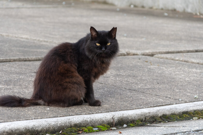 小田原市の猫