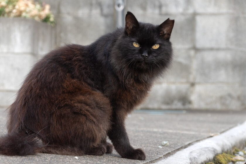 小田原市の猫