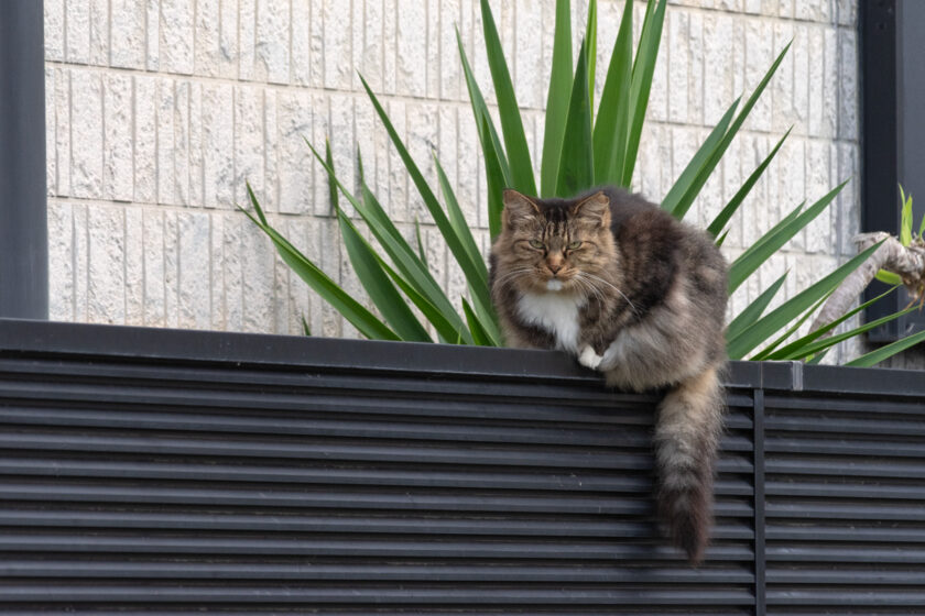 小田原市の猫