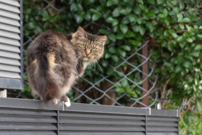 小田原市の猫