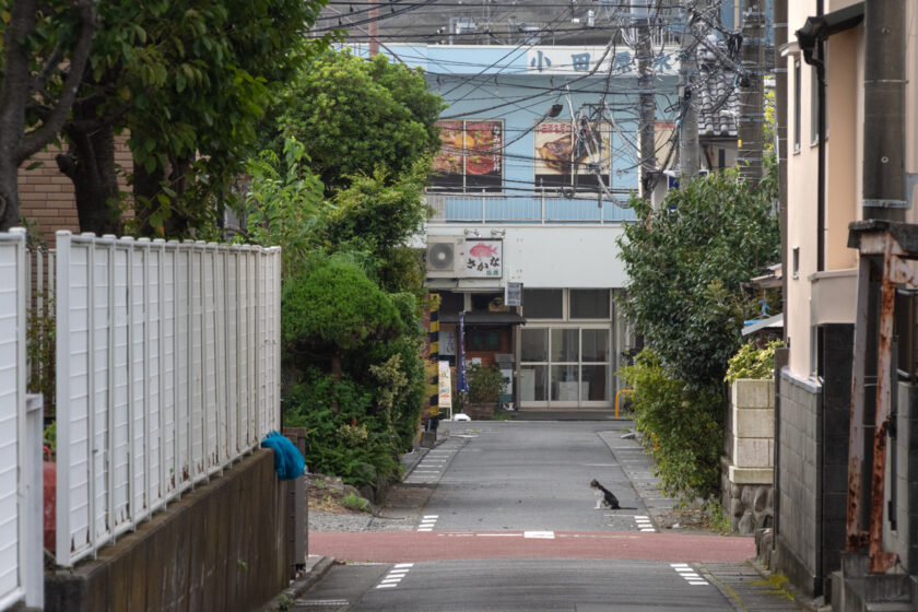 小田原市の猫