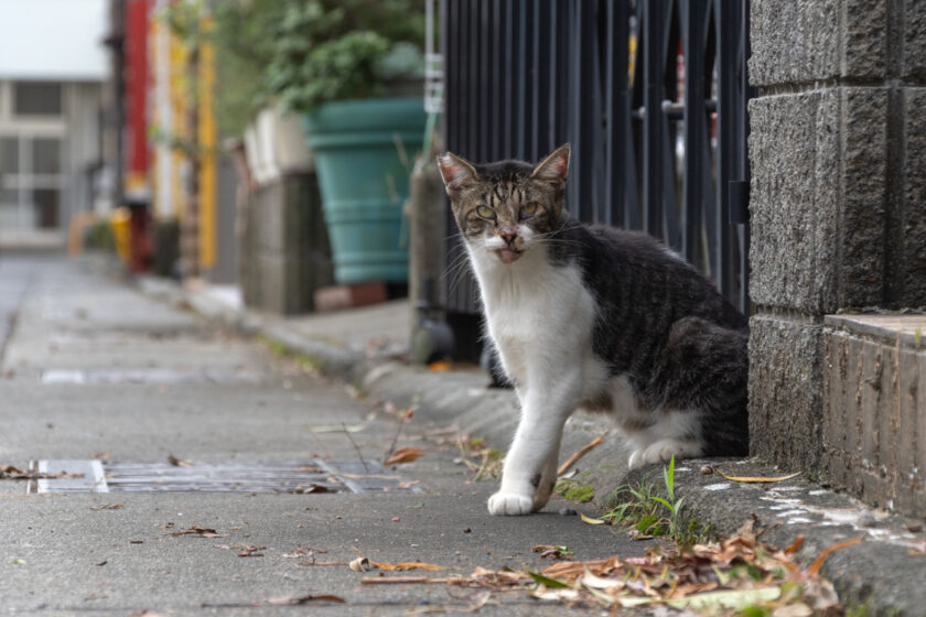 小田原市の猫