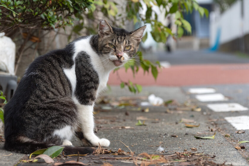 小田原市の猫