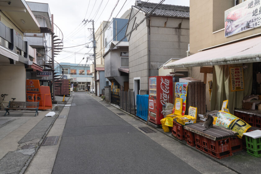 小田原市の猫