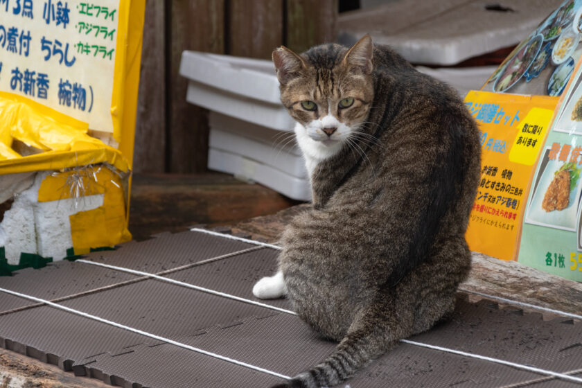 小田原市の猫