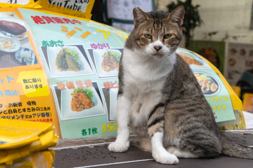 小田原市の猫