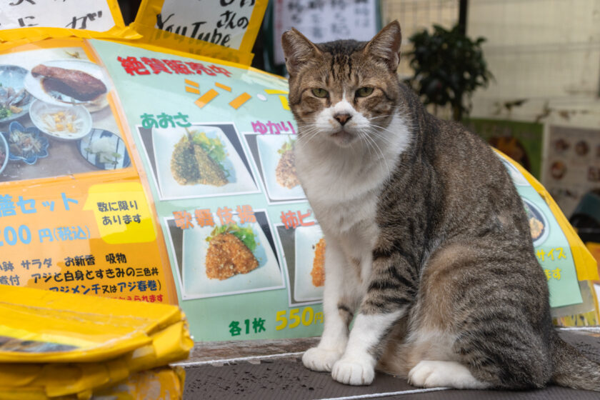 小田原市の猫
