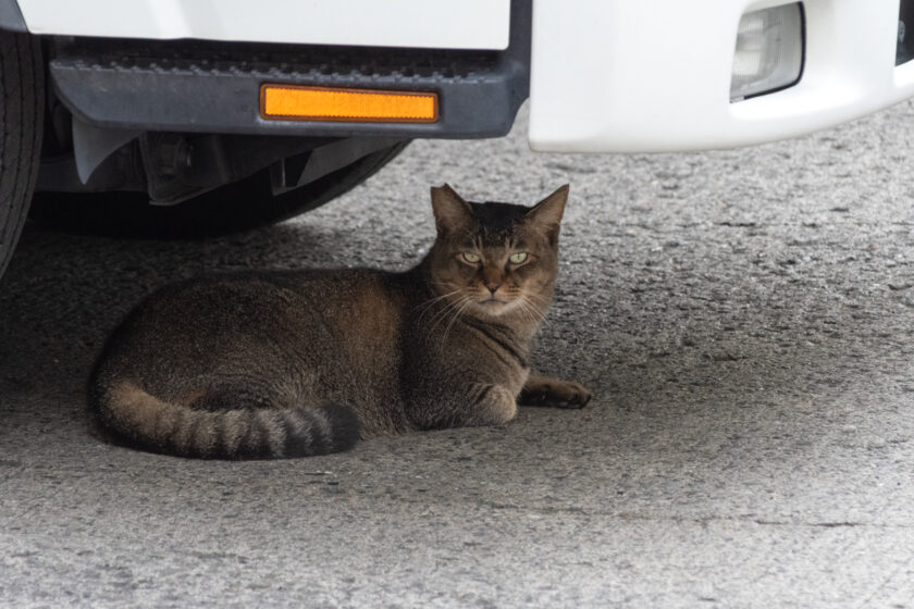 小田原市の猫