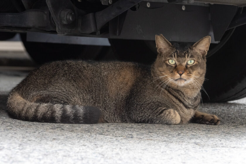 小田原市の猫