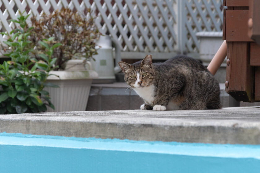 小田原市の猫