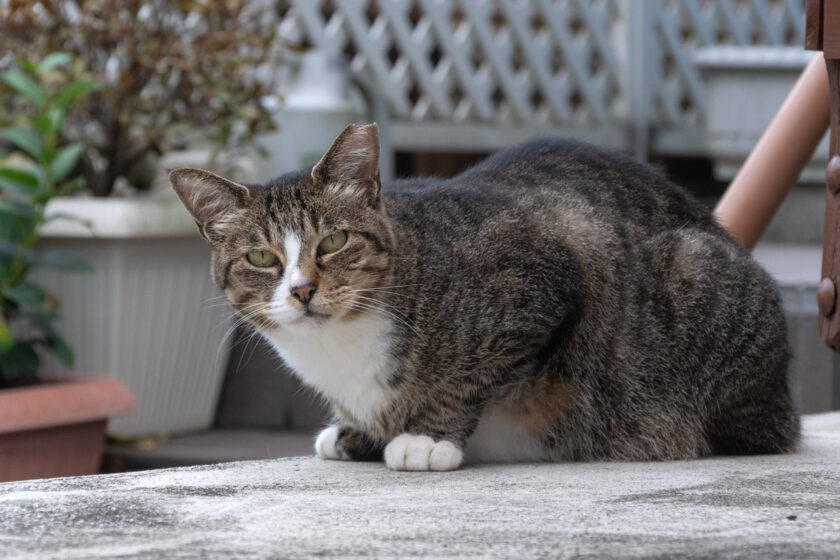 小田原市の猫