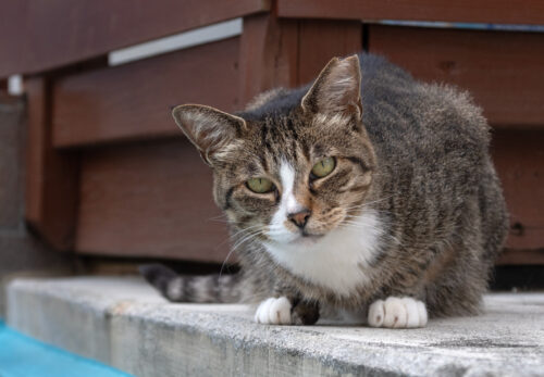 小田原市の猫