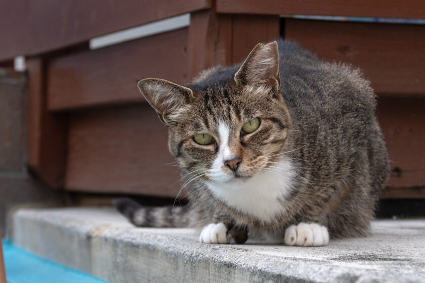 小田原市の猫
