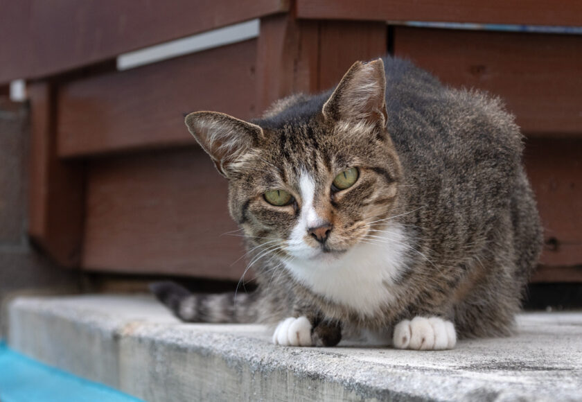 小田原市の猫