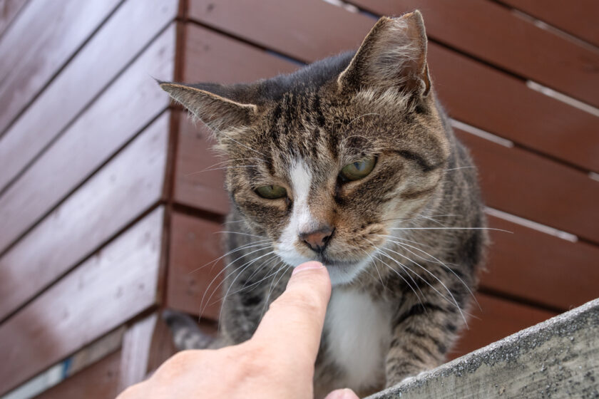 小田原市の猫