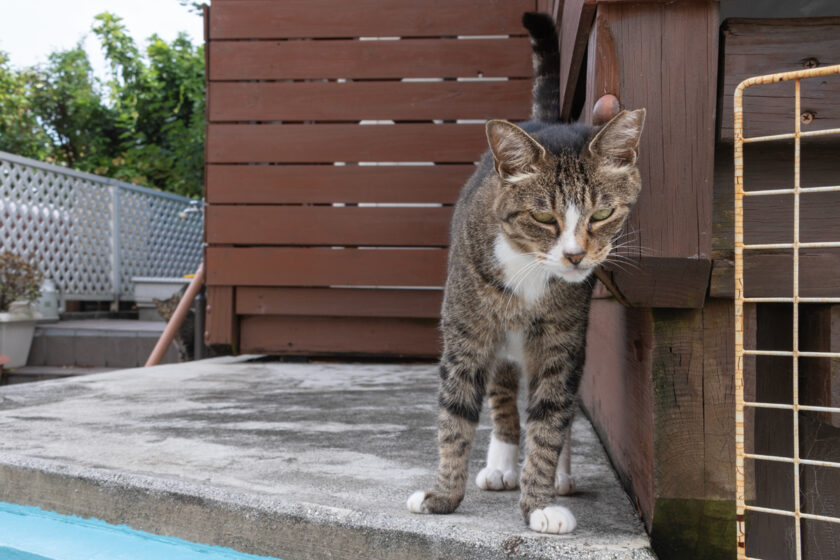 小田原市の猫