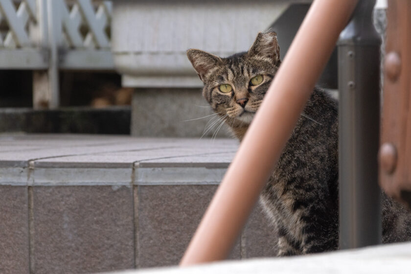 小田原市の猫